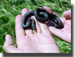 Natrix tesselata